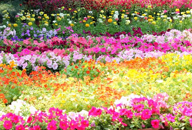 Vrt prepun mirisa i boja