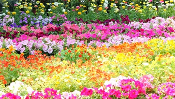 Vrt prepun mirisa i boja