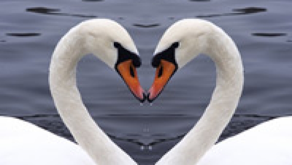 Ko je vaša srodna duša?